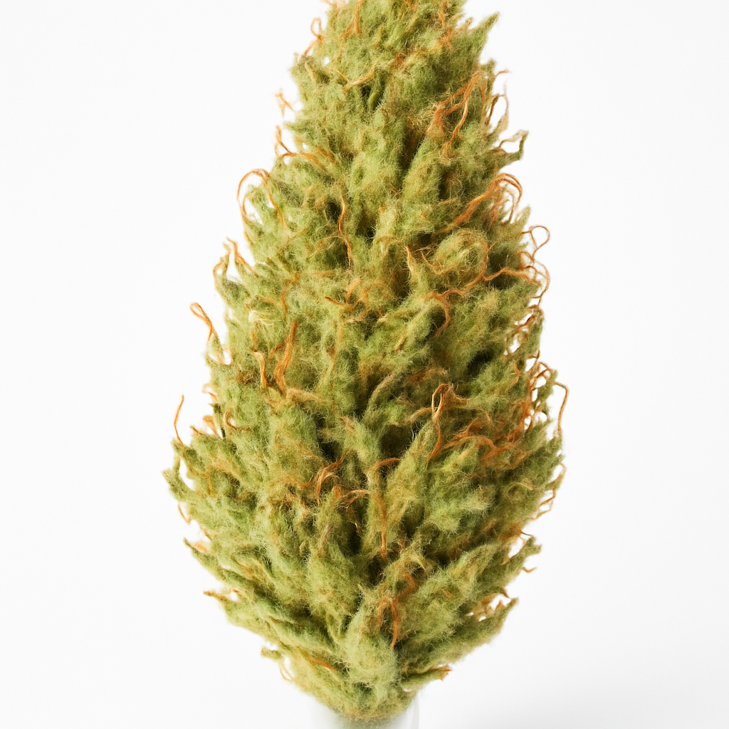 Afghan Cow weed strain — Sativa cannabis flower bud
